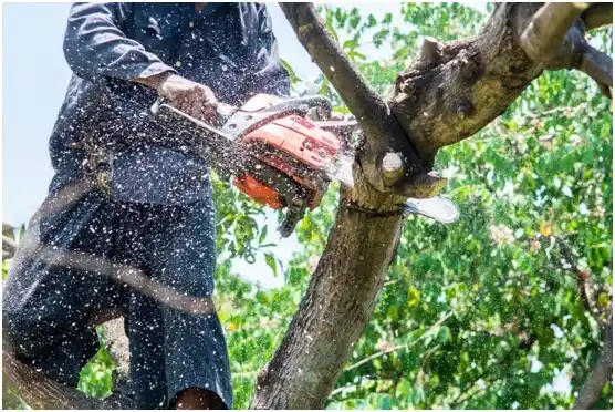 tree services Estacada